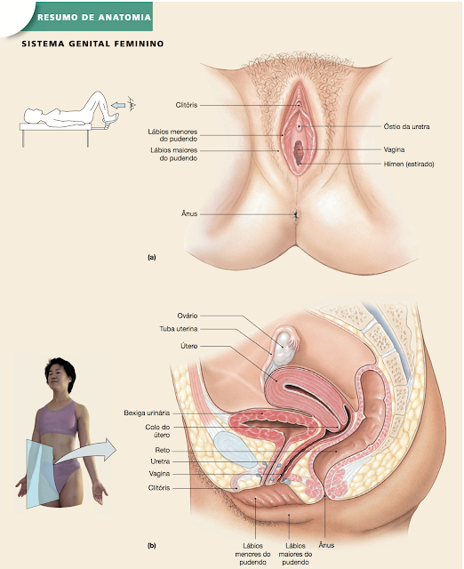 Sistema genital feminino: estética íntima feminina